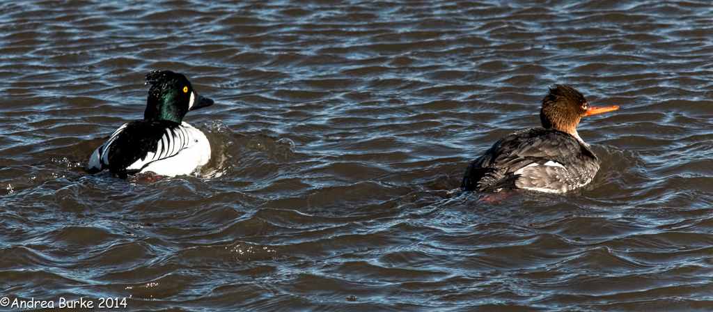 A male Common Goldeneye and a female Red-breasted Merganser