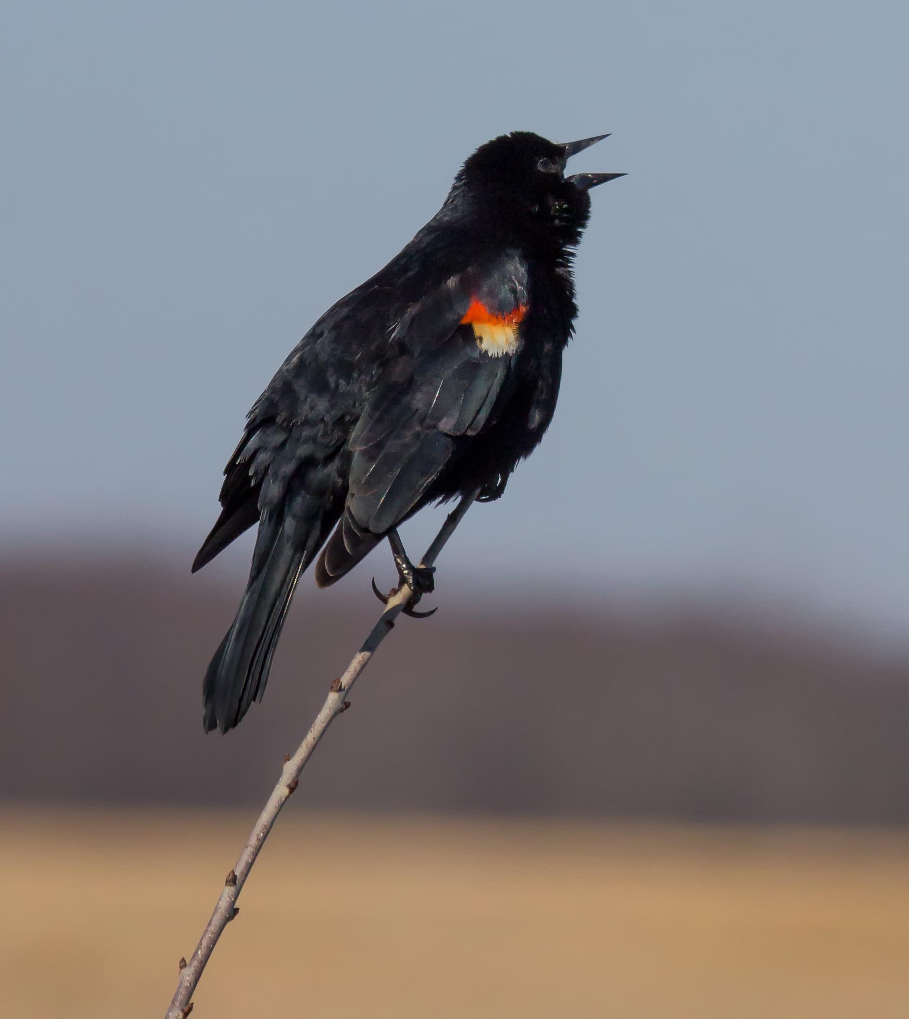 Red-winged Blackbird. Esther Kowal-Bukata. Copyright, 2014. All rights reserved.