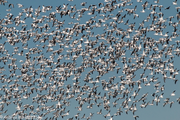 Snow Geese in flight (2), by Andrea Burke. Copyright 2014. All rights reserved.