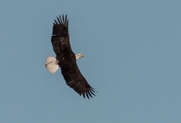 Bald Eagle in flight, by Anrea Burke. Copyright 2014. All rights reserved.