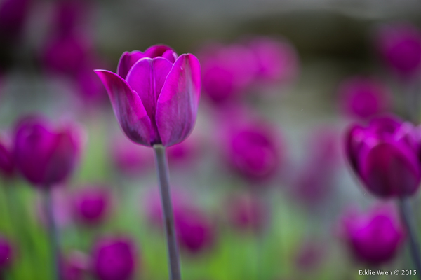 The 'Bleu Aimable' tulip