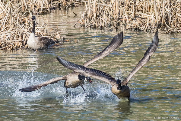 Nesting territory dispute - Canada Geese