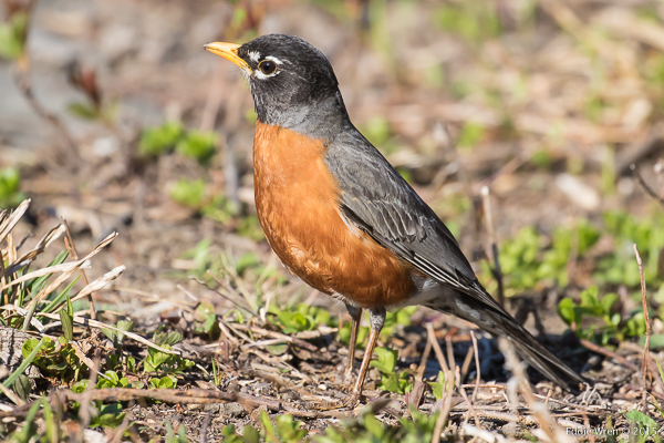 An American Robin, nothing much like the Eurasian Robin from which, presumably, a homesick immigrant gave this ginger-breasted species of thrush its hand-me-down name. 