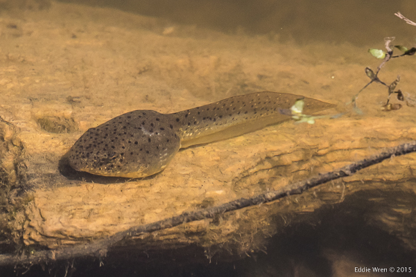 A bullfrog tadpole resting in shallow water (after over-wintering under the ice)