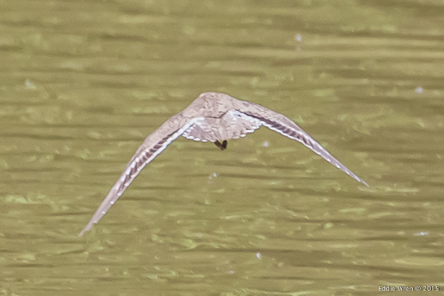 Spotted Sandpiper in flight, showing wing and tail markings