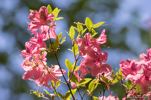 Not exactly a native species, but azaleas are an obvious, spring high-point in virtually any garden.