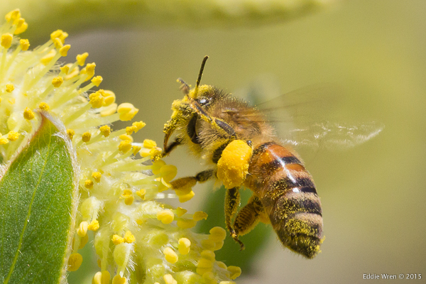 How much more pollen can this Honey Bee carry?