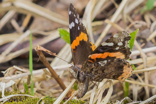 A Red Admiral butterfly, laying an egg