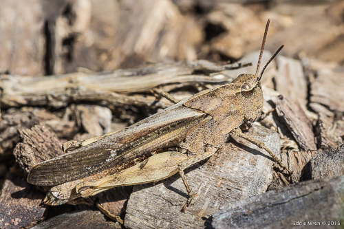 Well-camouflaged grasshopper on wood mulch